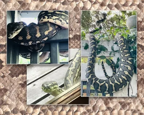 Embracing my Reptiles in My Ceiling: An Evolution from Fear to Fascination